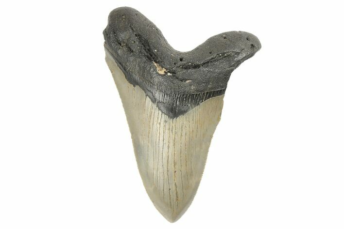 Bargain, Fossil Megalodon Tooth - Serrated Blade #190901